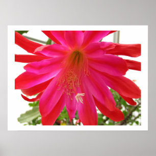 Affiche Fleur de l'amour