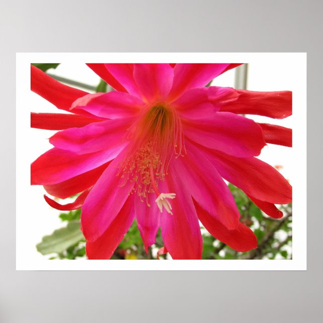 Affiche Fleur de l'amour (Devant)