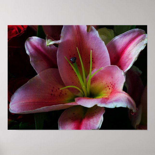 AFFICHE FLEUR DE LILAS ROSE (Devant)
