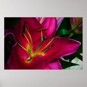 AFFICHE FLEUR DE LILAS ROUGE