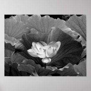 Affiche Fleur de Lotus en noir et blanc