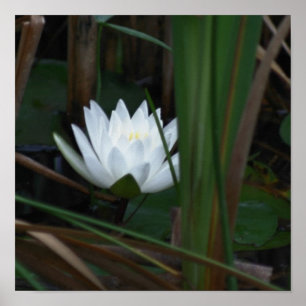 Affiche Fleur de lotus lumineuse de nénuphar