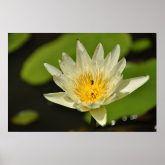Affiche Fleur de lotus (Lys d'eau)