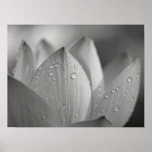 Affiche Fleur de Lotus Monochromatique Sérénité Macro