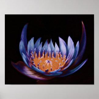 Affiche Fleur de Lotus pourpre