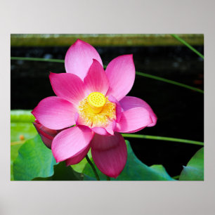 Affiche Fleur de Lotus rose chaud