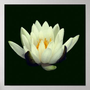Affiche Fleur de lotus unique