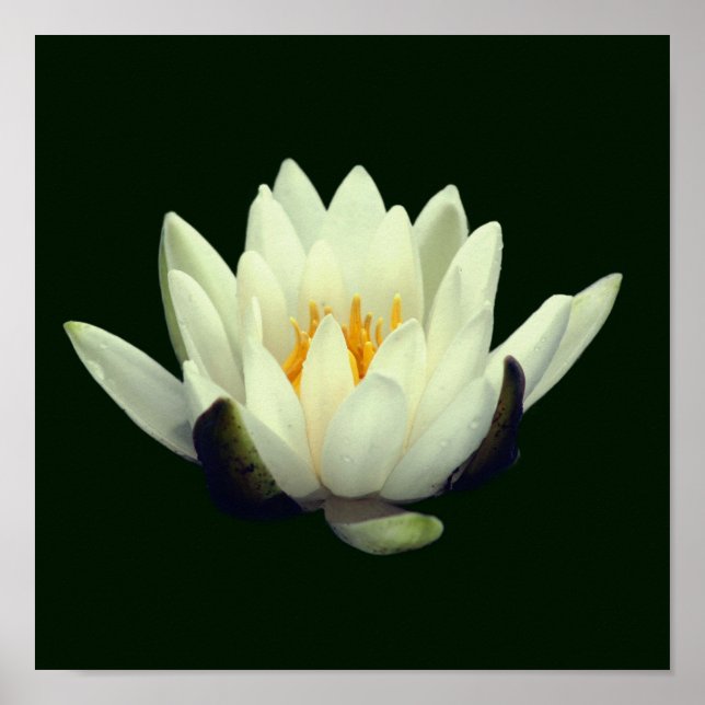 Affiche Fleur de lotus unique (Devant)