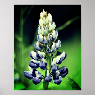 Affiche Fleur de lupine pourpre à un seul type