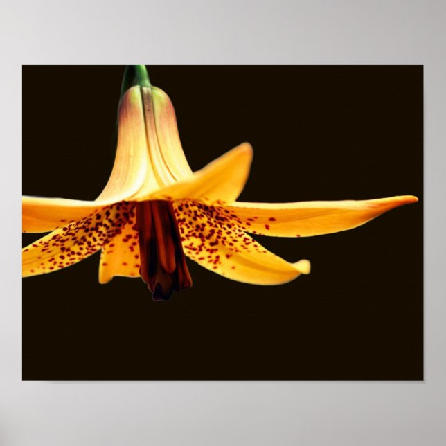 Affiche Fleur de Lys canadienne tachetée sauvage (Devant)