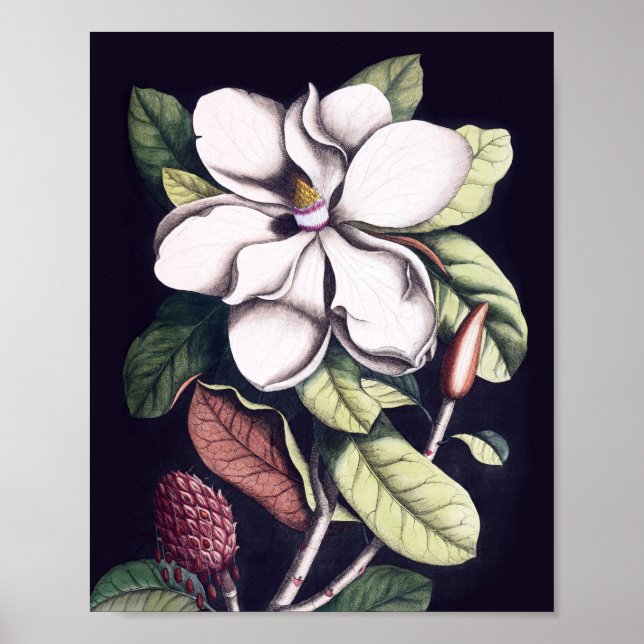 Affiche Fleur de Magnolia (Devant)