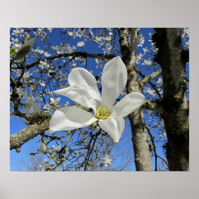 Affiche Fleur de Magnolia blanche dans l'arbre (Devant)