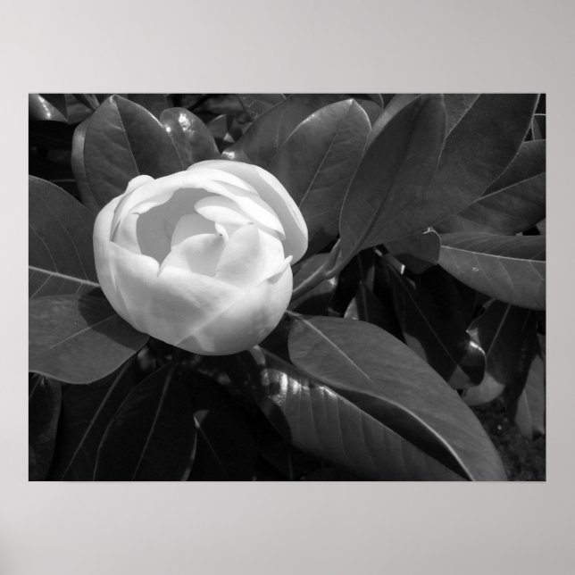 Affiche Fleur de Magnolia en noir et blanc (Devant)