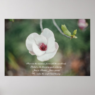 Affiche Fleur de Magnolia Japonaise Blanche avec Ancien Hy