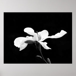 Affiche Fleur de Magnolia noir et blanc