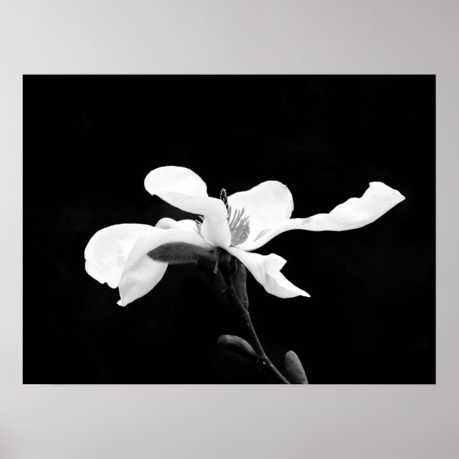 Affiche Fleur de Magnolia noir et blanc (Devant)