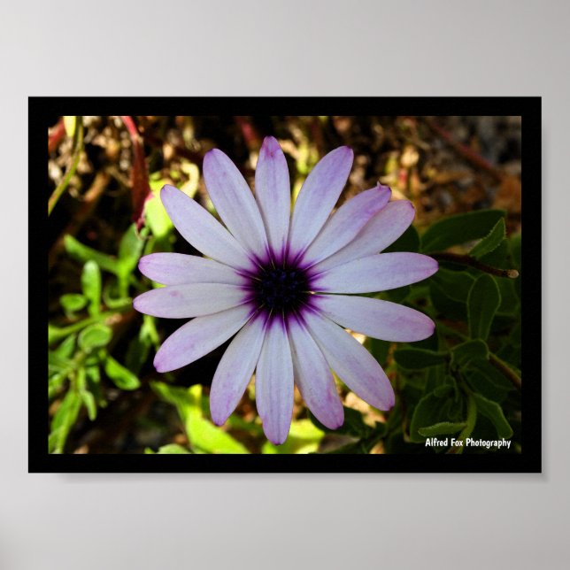 Affiche Fleur de Marguerite africaine blanche (Devant)