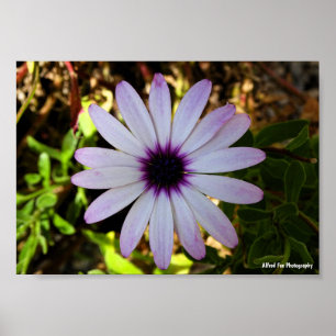 Affiche Fleur de Marguerite africaine blanche