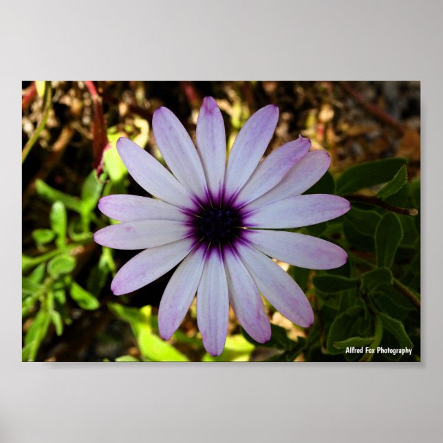 Affiche Fleur de Marguerite africaine blanche (Devant)