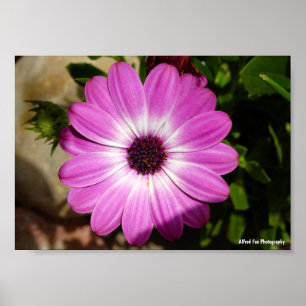 Affiche Fleur de Marguerite Africaine Violette