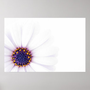 Affiche Fleur de marguerite blanche minimaliste sur fond b
