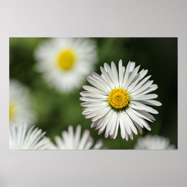 Affiche Fleur de Marguerite en Fleur (Devant)