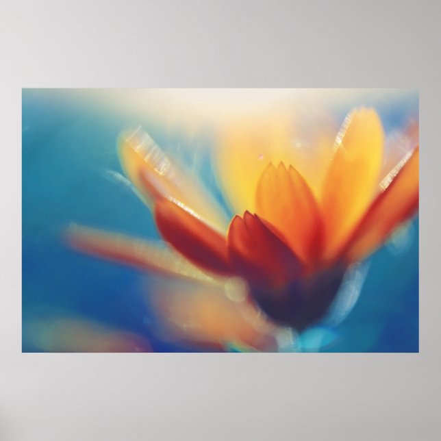 Affiche Fleur de Marigold jaune orange sur bleu (Devant)