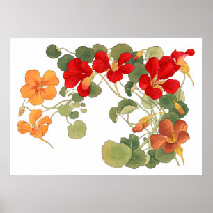 Affiche Fleur de Nasturtium, ukiyo japonais e art