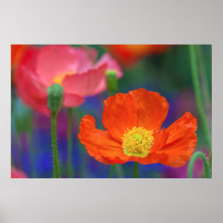 Affiche Fleur de pavot orange vibrant