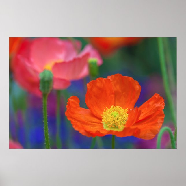 Affiche Fleur de pavot orange vibrant (Devant)