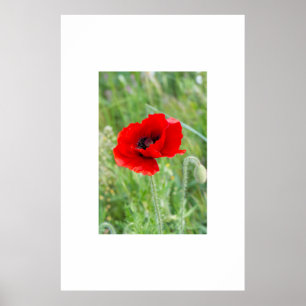 Affiche Fleur de pavot rouge