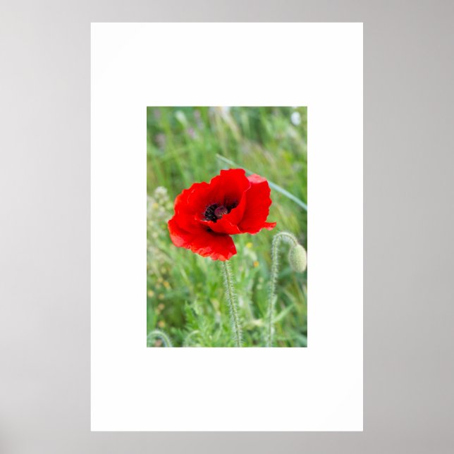 Affiche Fleur de pavot rouge (Devant)