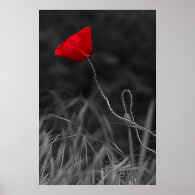 Affiche Fleur de Pavot Rouge (Devant)