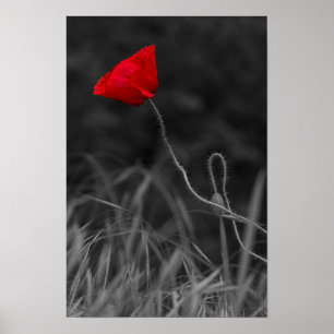 Affiche Fleur de Pavot Rouge