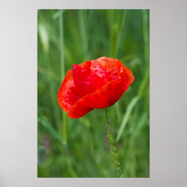 Affiche Fleur de pavot rouge sauvage (Devant)