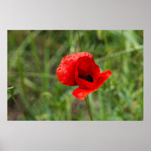 Affiche Fleur de pavot rouge sauvage