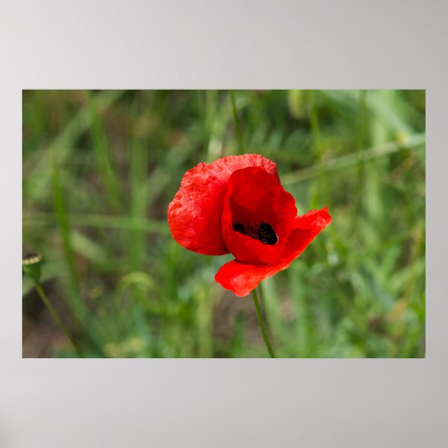 Affiche Fleur de pavot rouge sauvage (Devant)