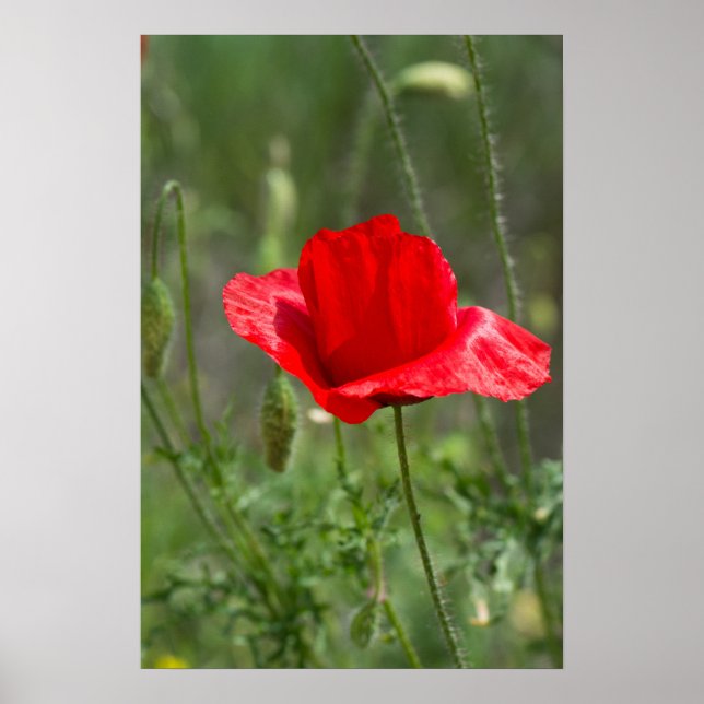 Affiche Fleur de pavot rouge sauvage (Devant)