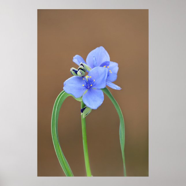 Affiche Fleur de Pétrole (Devant)