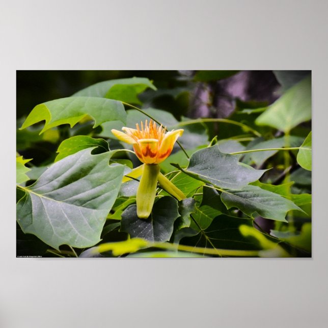 Affiche Fleur de peuplier tulipe, (Devant)