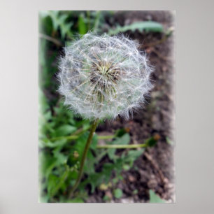 Affiche fleur de pissenlit