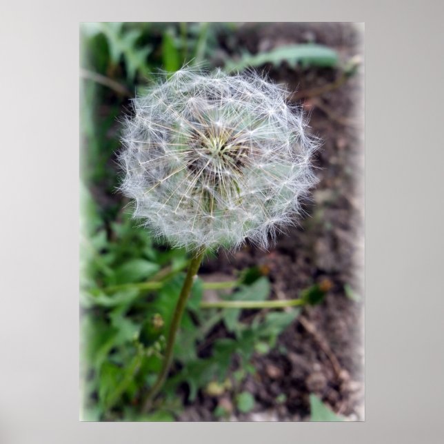 Affiche fleur de pissenlit (Devant)
