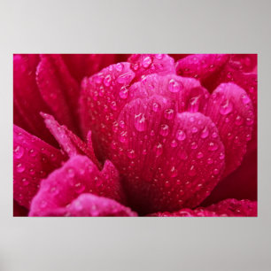 Affiche Fleur de Pivoine Après la Pluie Photograph