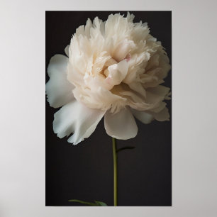 Affiche Fleur de pivoine blanche avec Feuilles verts sur d