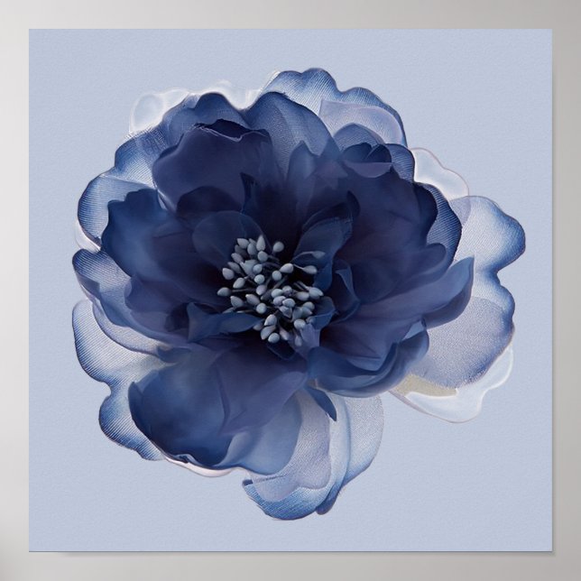 AFFICHE FLEUR DE PIVOINE BLEUE   (Devant)