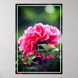 Affiche Fleur de pivoine rose dans le jardin-33333