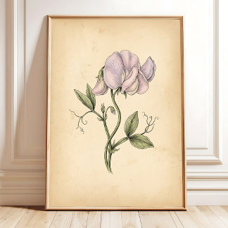 Affiche Fleur de Pois de Senteur Vintage Encadrée