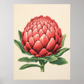 Affiche Fleur de Protéa Rouge Radieuse