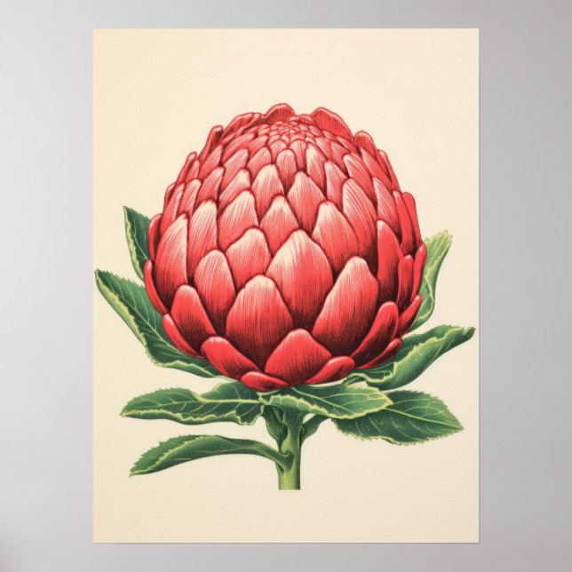 Affiche Fleur de Protea rouge rayante (Devant)