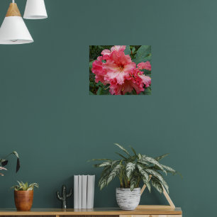 Affiche Fleur de Rhododendron rose Photographie